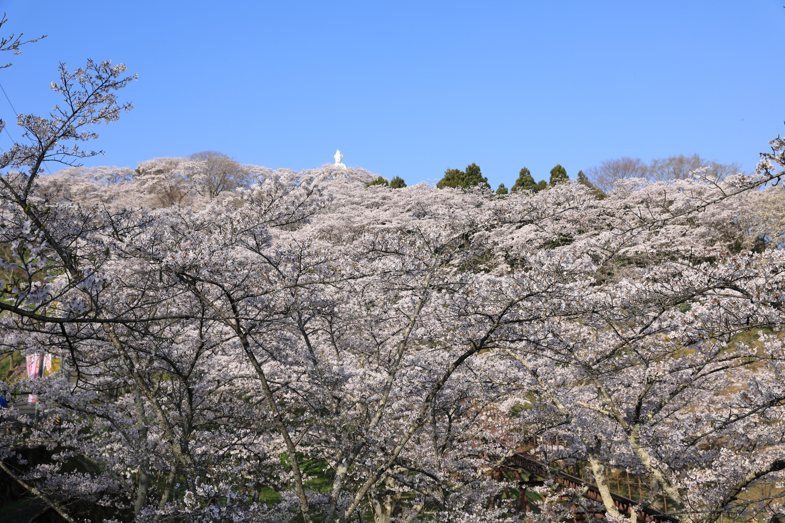 船岡城跡公園の桜