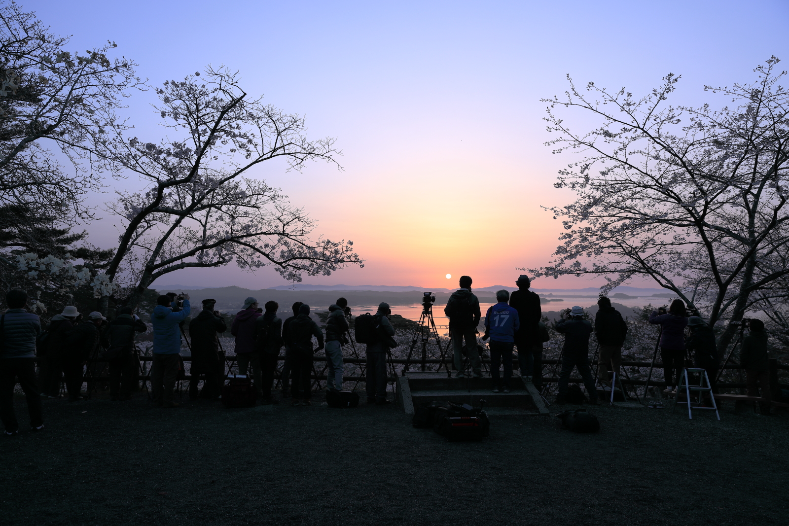 松島の朝日と桜（西行戻しの松公園）