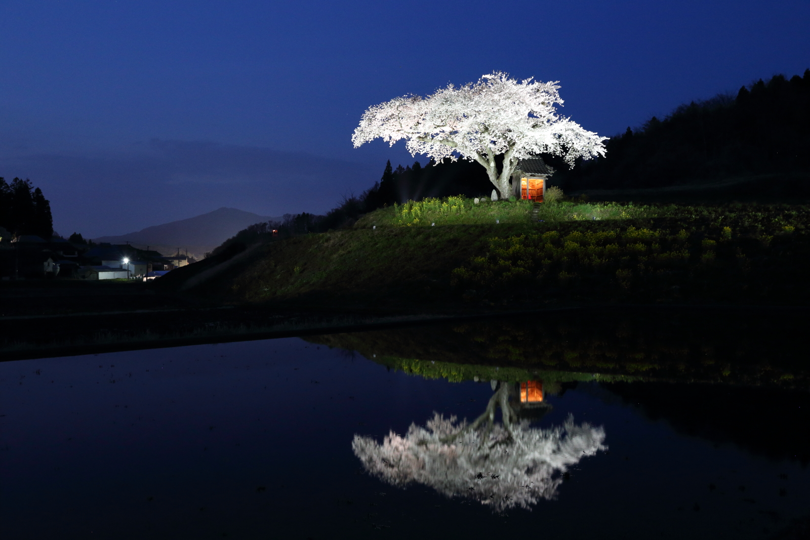 小沢の桜（ライトアップ）