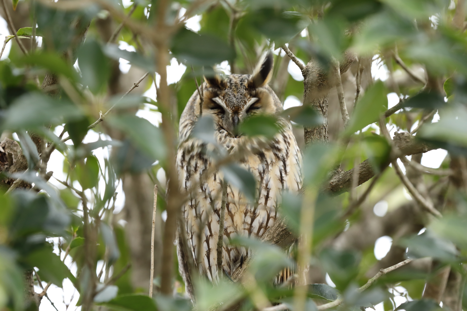 仙台市農業園芸センターに野生のフクロウがいる