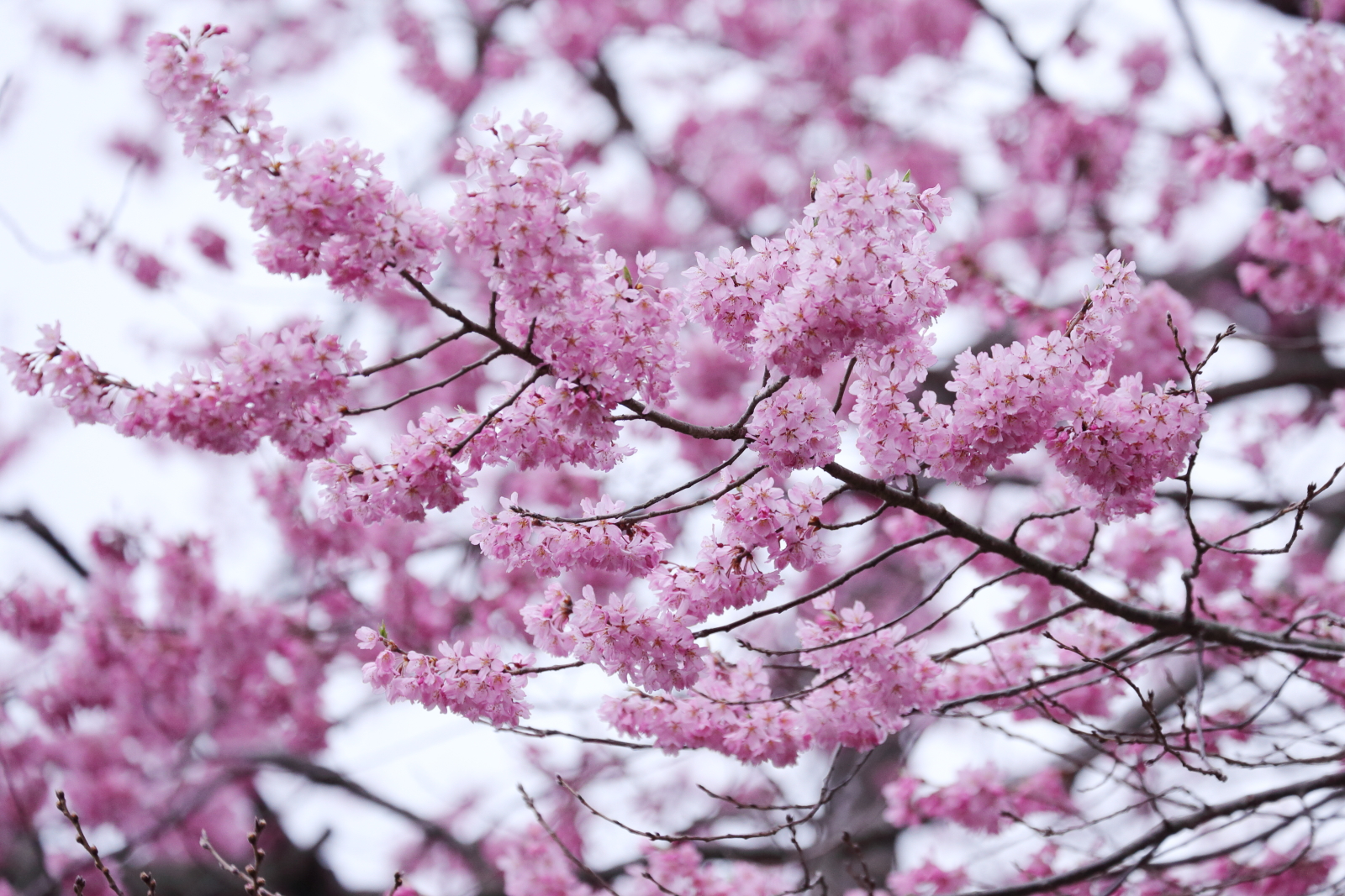 榴岡公園の桜（ちょっと早い）