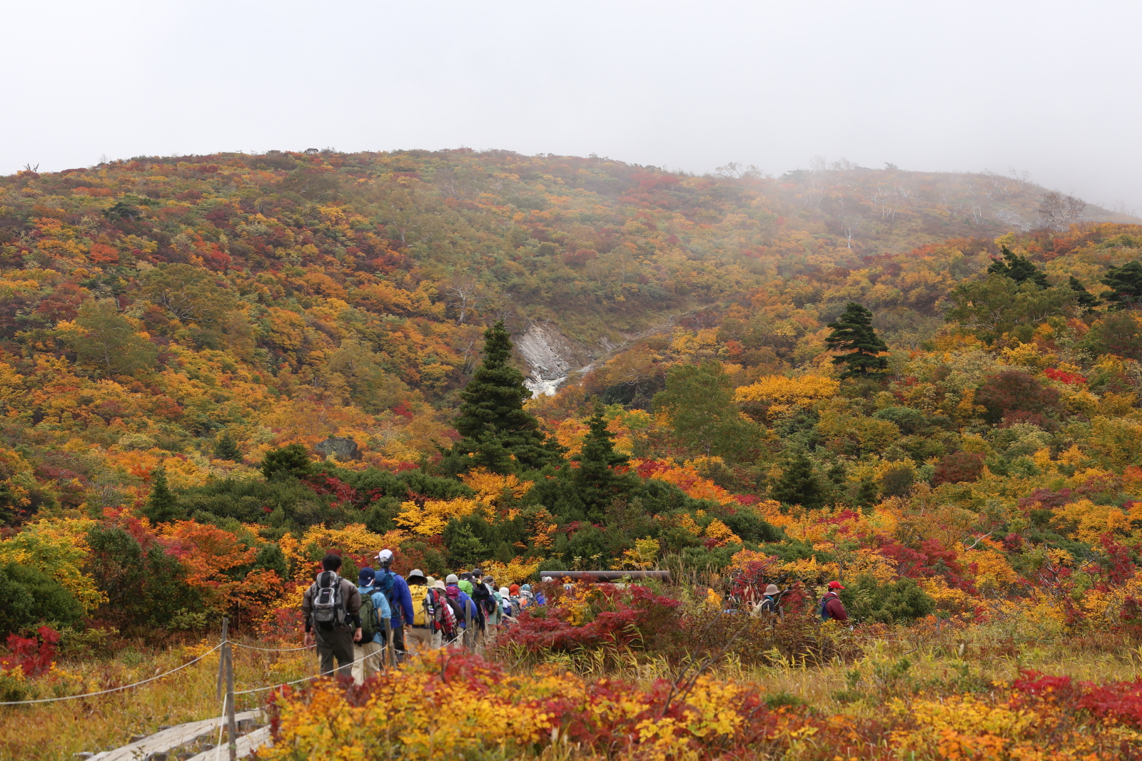 霧の栗駒山