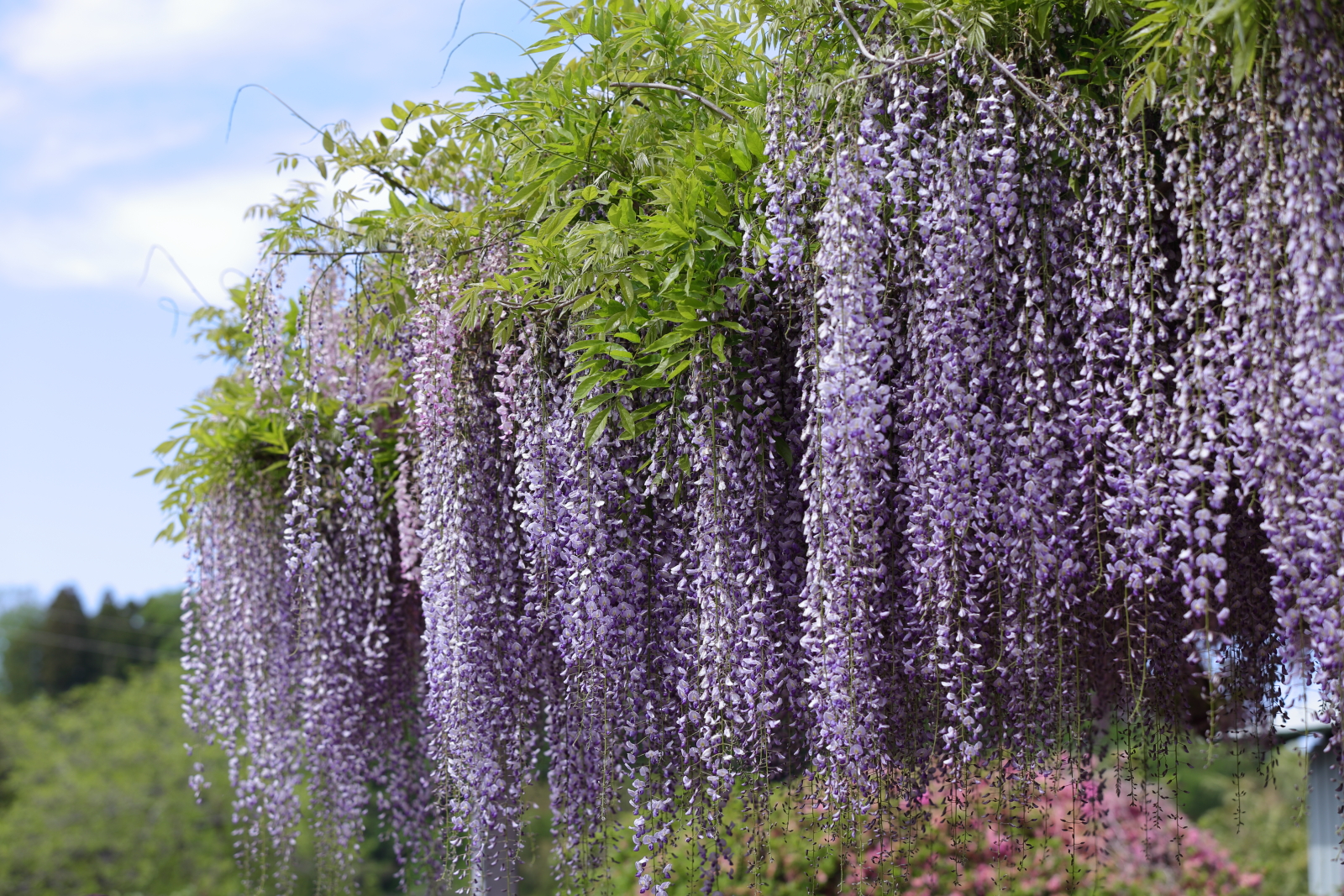 金蛇水神社の藤の花