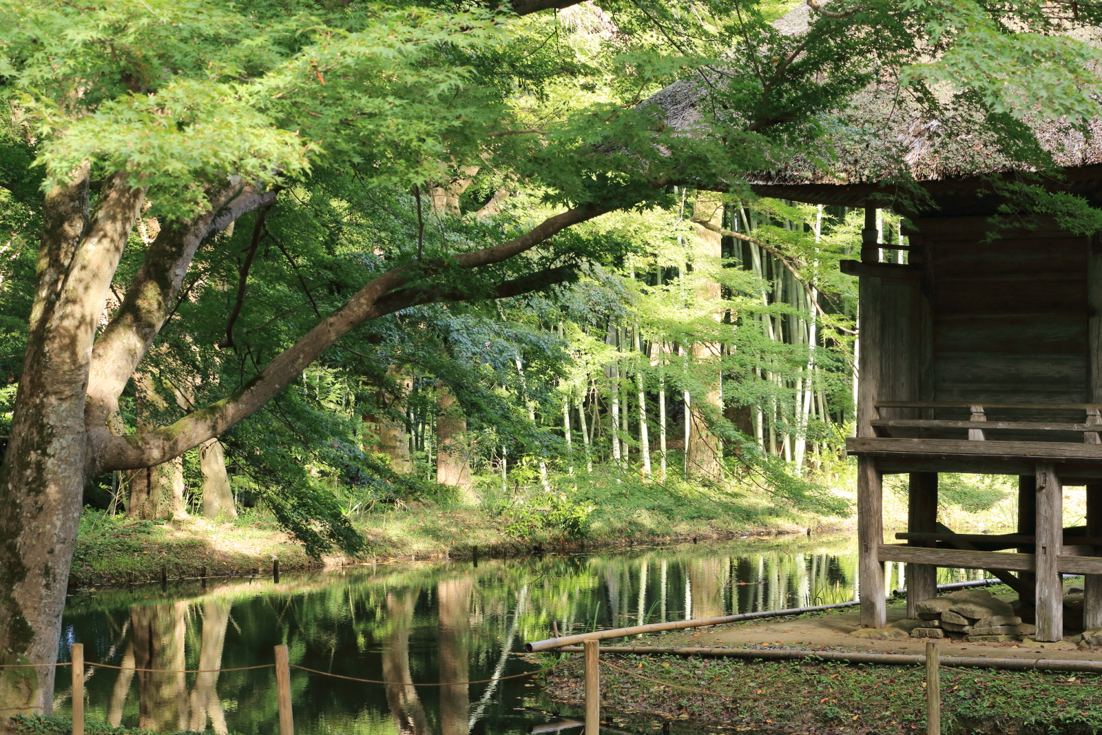 中尊寺の紅葉に行ったけど、、、
