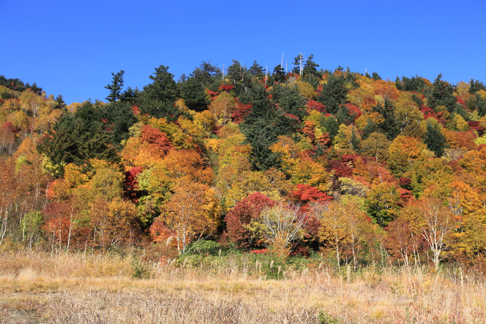 八幡平の紅葉