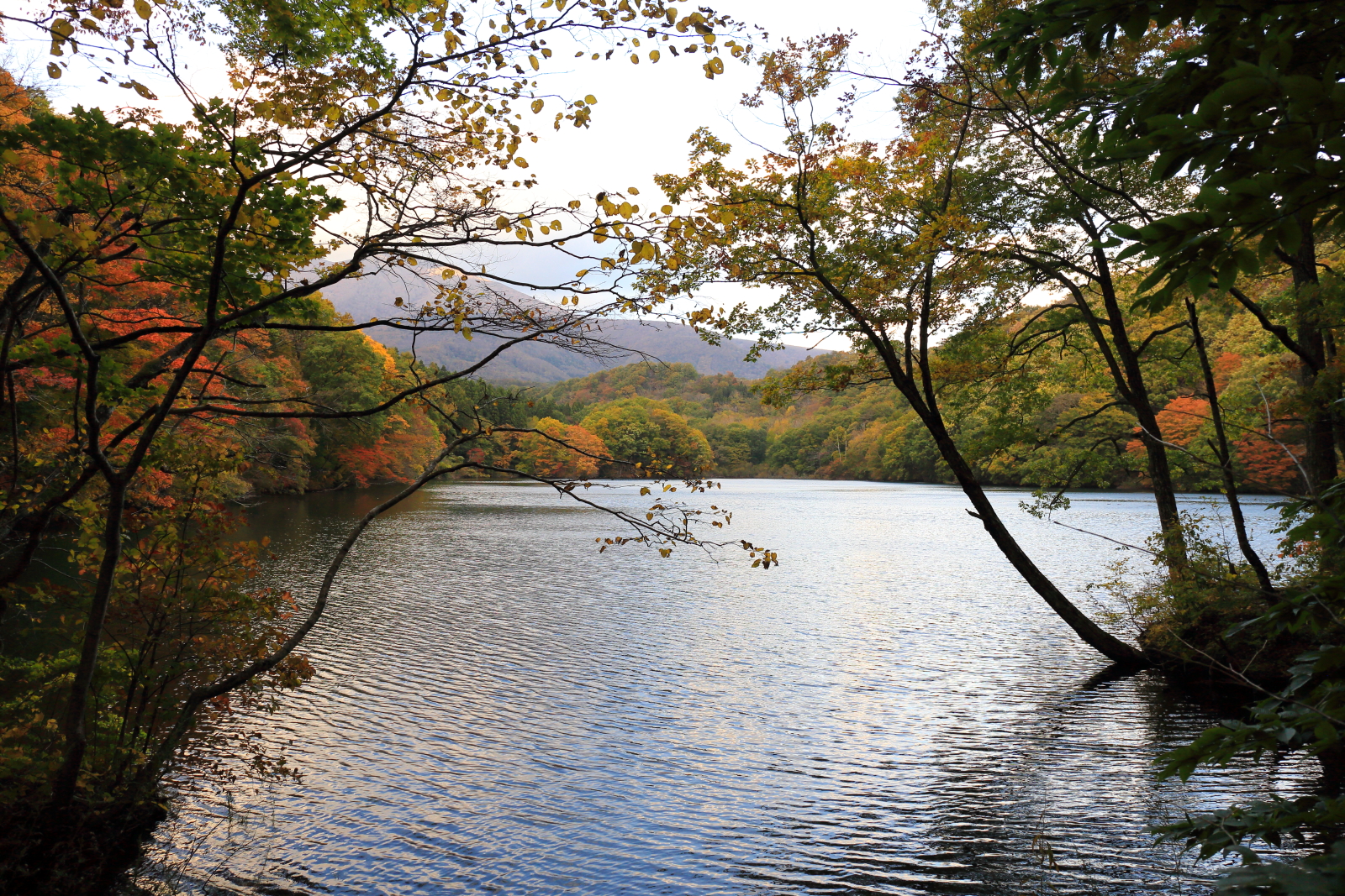 長老湖の紅葉