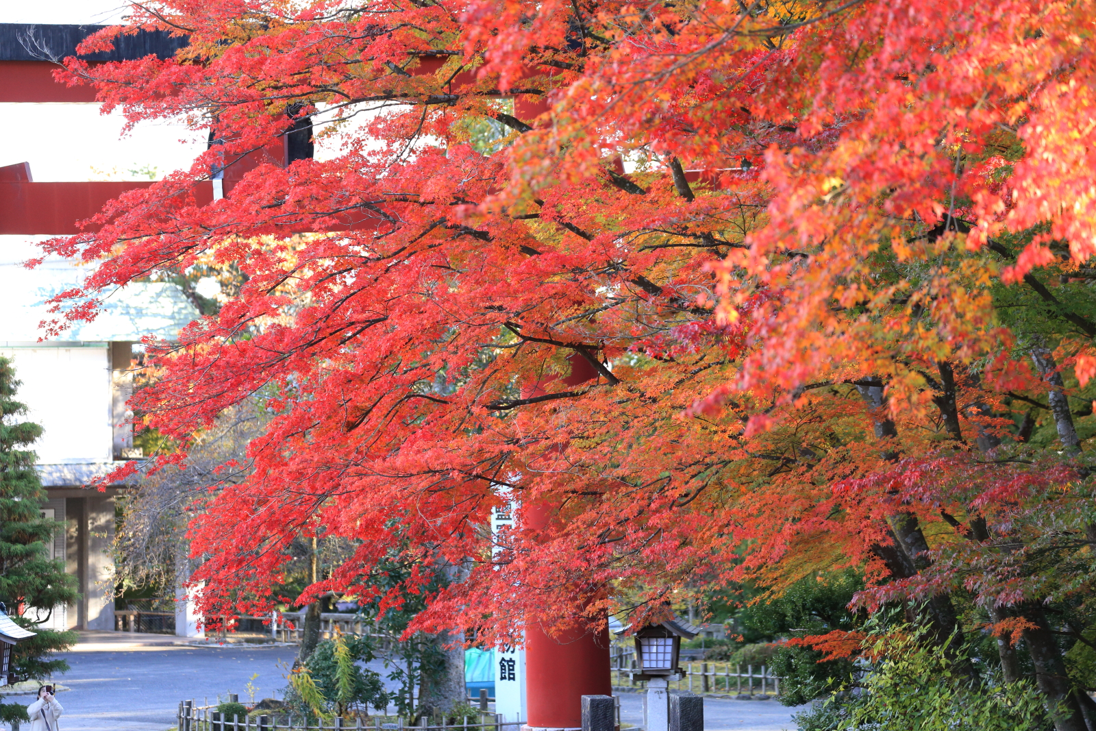 塩釜神社の紅葉と菊まつり