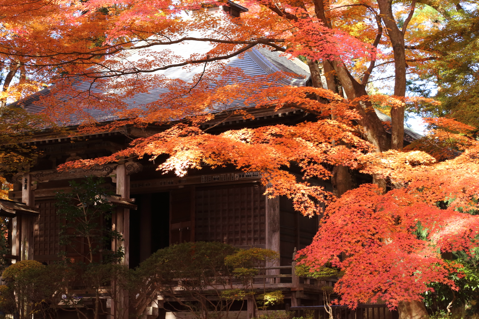 中尊寺の紅葉