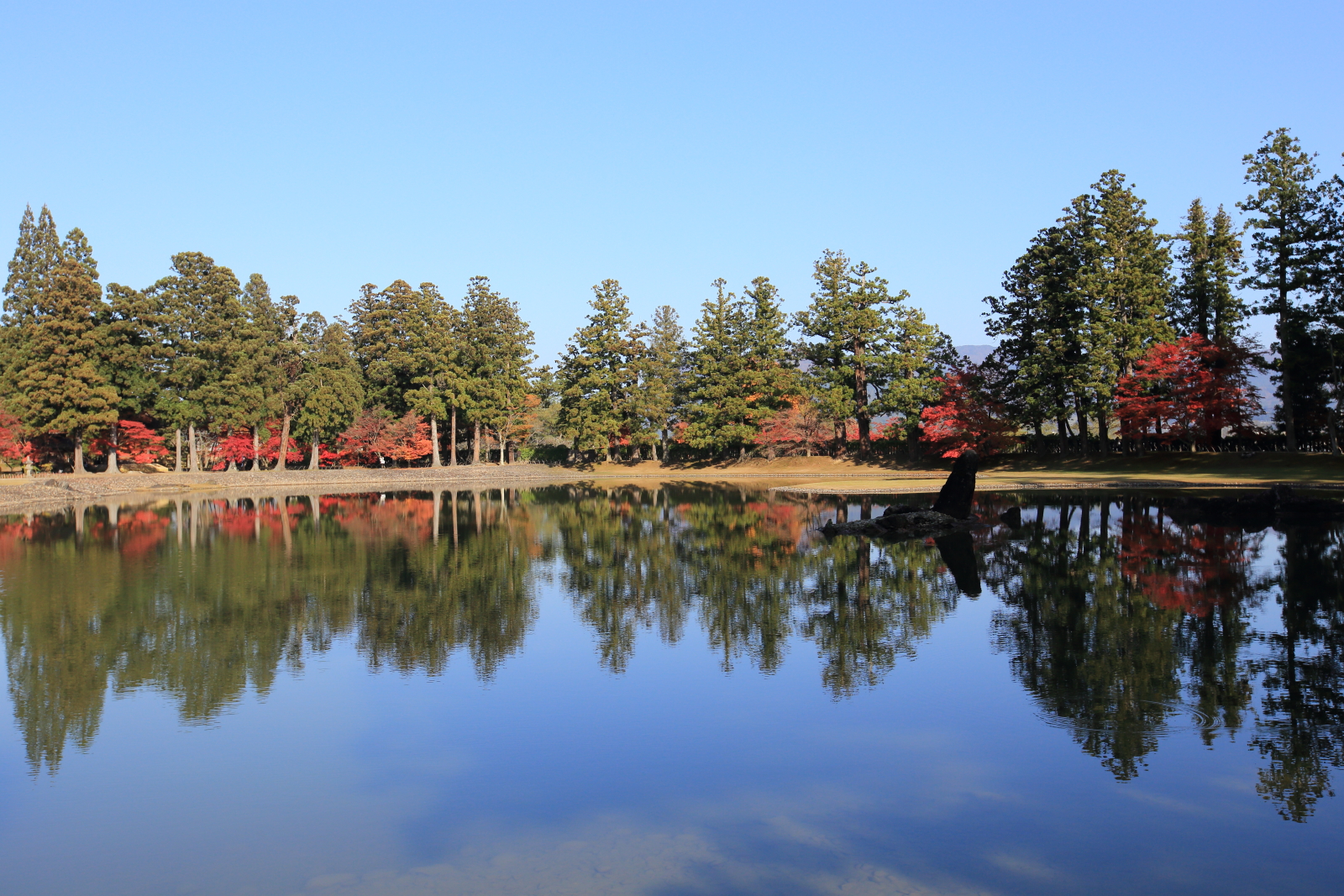 毛越寺の紅葉